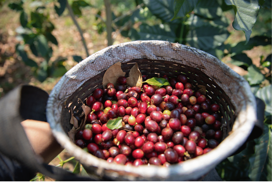 Sipirok Arabica Coffee