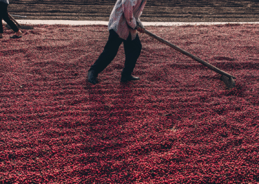 Why Sustainable Sourcing Matters: The Story Behind Every Bag of Tarsius Coffee
