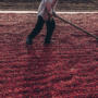 Why Sustainable Sourcing Matters: The Story Behind Every Bag of Tarsius Coffee