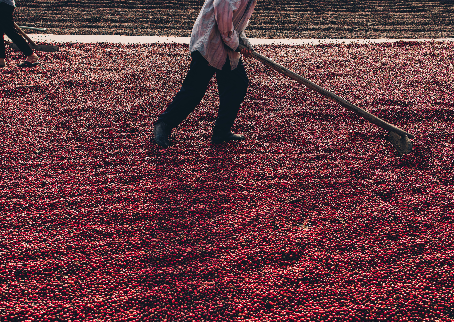 Why Sustainable Sourcing Matters: The Story Behind Every Bag of Tarsius Coffee