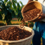Sipirok Arabica Coffee: A Buyer’s Guide to Indonesia’s Emerging Single-Origin for Global Importers