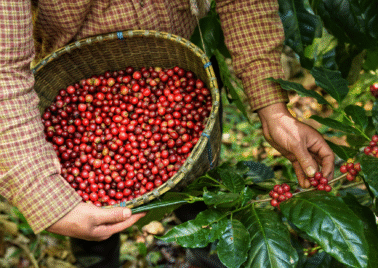Meet the Farmers Behind Sipirok Coffee: Life in the Tapanuli Highlands