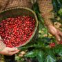 Meet the Farmers Behind Sipirok Coffee: Life in the Tapanuli Highlands